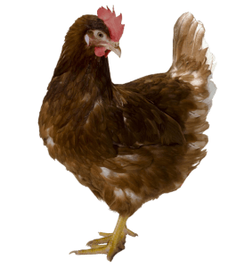 Hyline Gallina brownmax