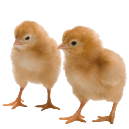 Pulcini